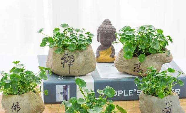 『只养』“铜钱草”爆盆越来越丑，“大神”只养几根，却美翻了！