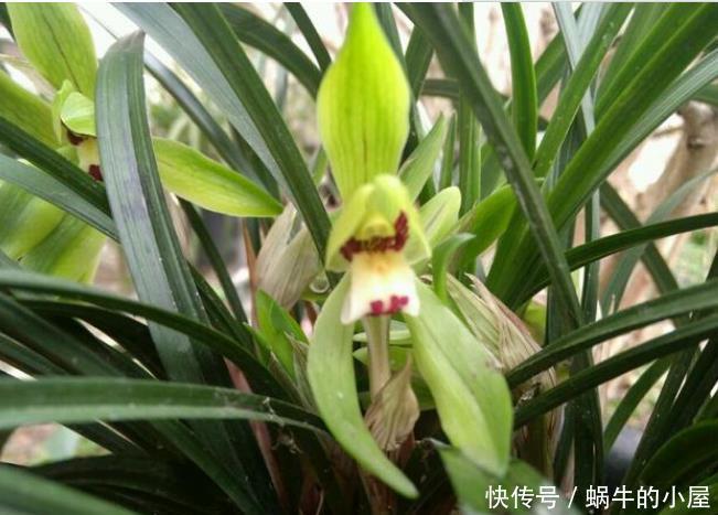  『爆长』5种花给点阳光就灿烂，浇点水就爆长，阳台变成“小花园”！