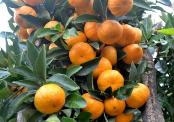 南丰蜜桔滞销，0.25一斤误认去问，砂糖橘会不会受到影响呢？