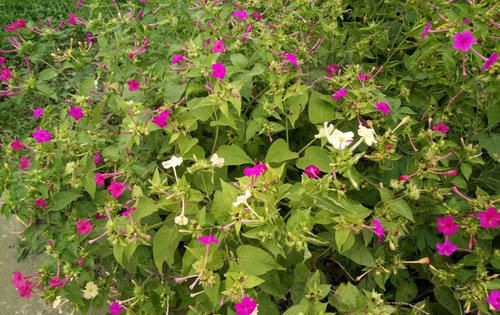  症状|这些花均有剧毒，碰见最好远离，不然结果承担不起！