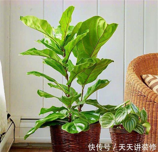  【花盆】琴叶榕有3怕，难怪叶片瘦小还发黄，学会了叶子肥大，四季常青