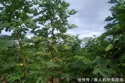  小伙■山西农村小伙建庄园种植“稀罕物”，足不出园年赚25万元