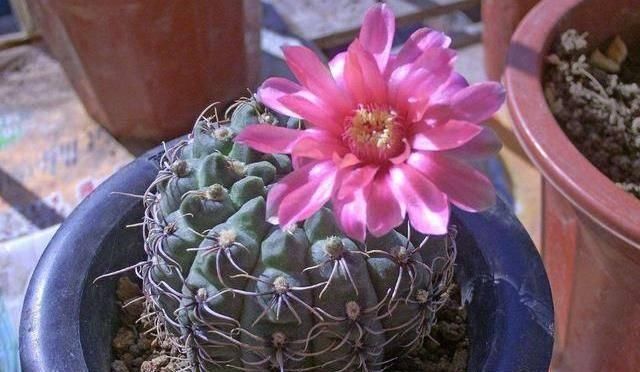 『漂亮』夏天养花就养耐热花,多热都能开花,开花漂亮花期长,谁养谁喜欢