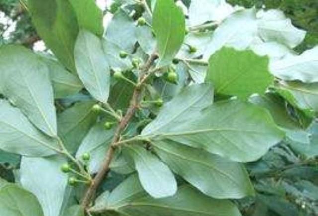  胡椒■山胡椒与木姜子有什么区别？