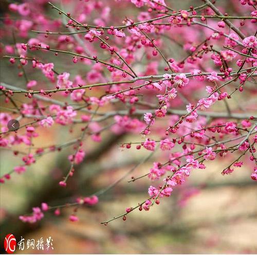 一大波龙泉梅花来袭！新的一年 就从赏梅开始吧