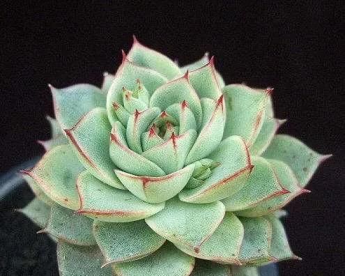  「静夜」关于多肉植物杂交的那些品种，你养过多少呢？