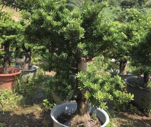 「观赏价值」小院里放2盆“老木桩”，2年成盆景树，10年后增值8倍，值上万