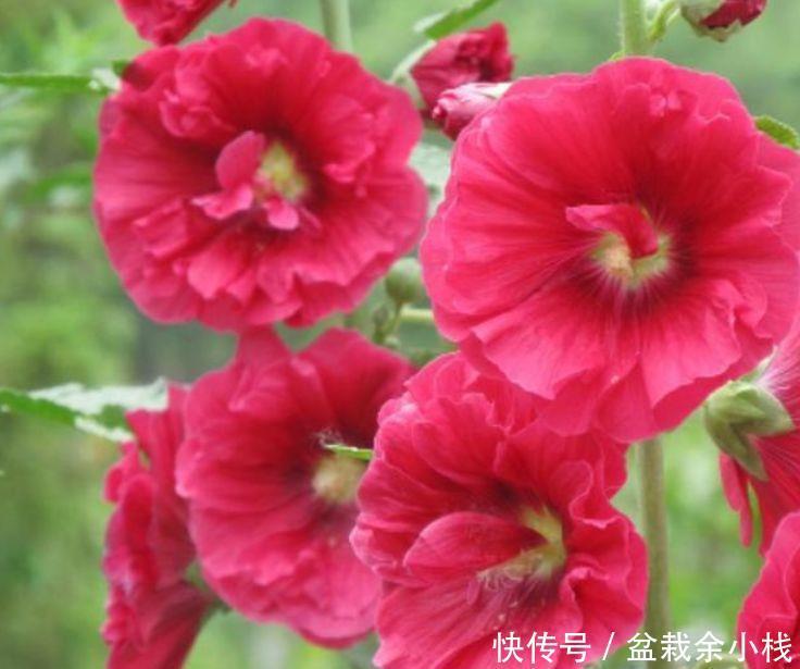 『漂亮』几种小众花,今年最流行,养1盆开花漂亮仙气足,娇美耐看很养眼