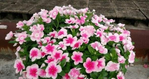  『花仙子』春养这“4种花”，个个都是“开花仙子”，养在窗边“太迷人”