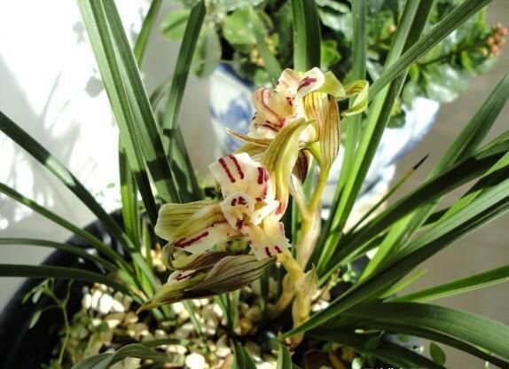  『多瓣奇花』养“兰花”首先这3种，好养“价低”，花型奇特，清香宜人
