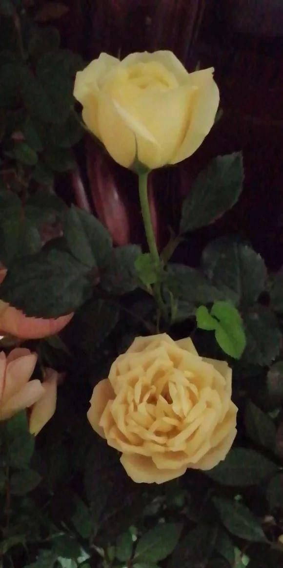  室外的时@初春，不要着急把你的花花搬出室外