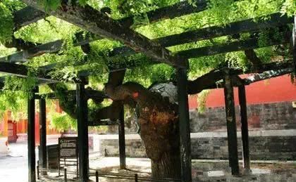  槐树@北京人的生活，一年四季都离不开树！