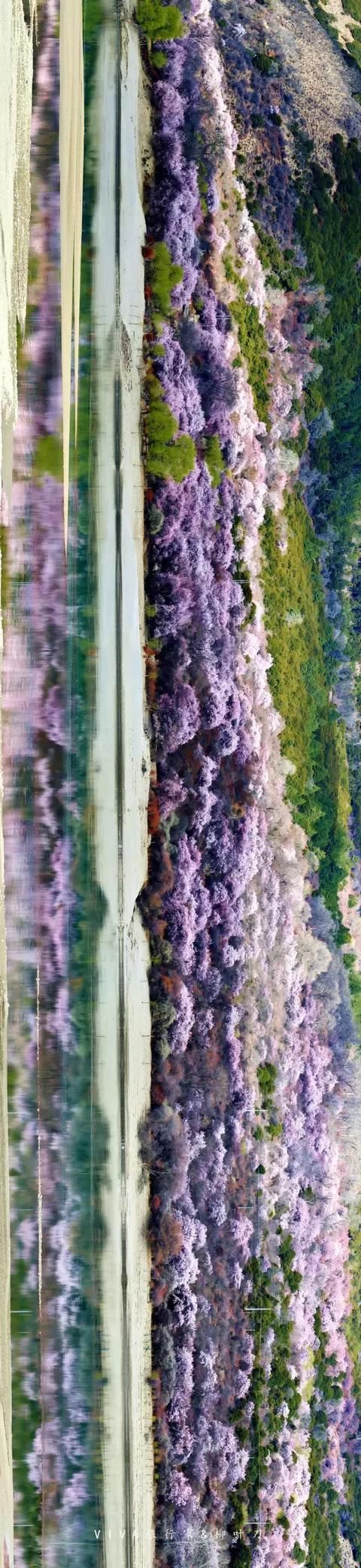 再过一个月，国内这处桃花盛景就要藏不住啦！囊括高原最美雪山！