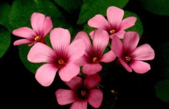  [室内]4种“劳模花”，花期365天全年不休，养在室内一整年都有花赏