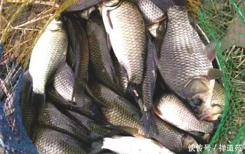  『草鱼』专供鲤鱼和草鱼的自制饵料，让你钓50斤的鱼获和玩一样