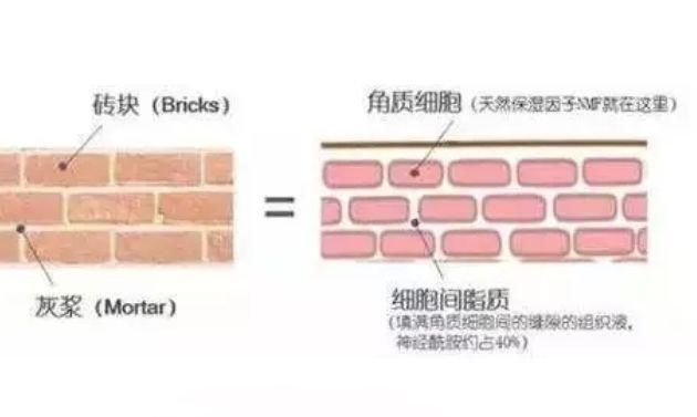  「没用」护肤品不吸收就没用？真相在这里↓