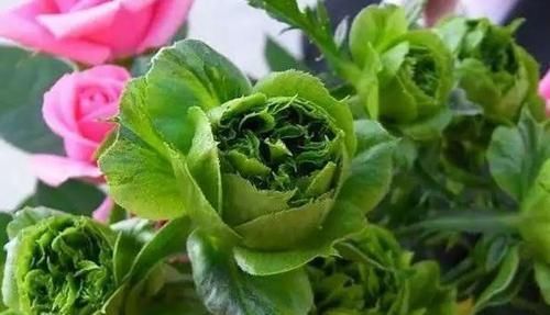 「试试」喜欢玫瑰,就试试“精品”结绿珍,开花碧洁如玉,比菊花更美