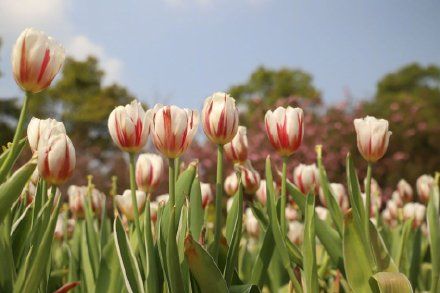  『美爆』美爆了！重庆南山植物园花开满园