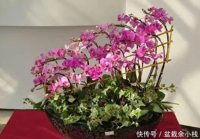  环境|买回来的植物先做到这三步，才会越长越好！
