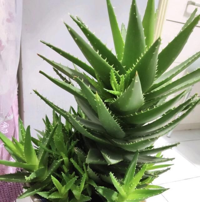 肥嘟嘟■叶子肥嘟嘟,耐旱还好养,摆家里一个月不浇水长得更旺,这都啥花