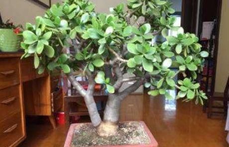  [家里]这4种花的正确摆放位置，摆对了旺家运，老师傅建议这么摆放
