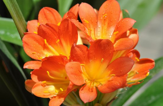  「香飘」这些花的花香，堪比栀子花，家养一盆，香飘十里，看着仙气满满