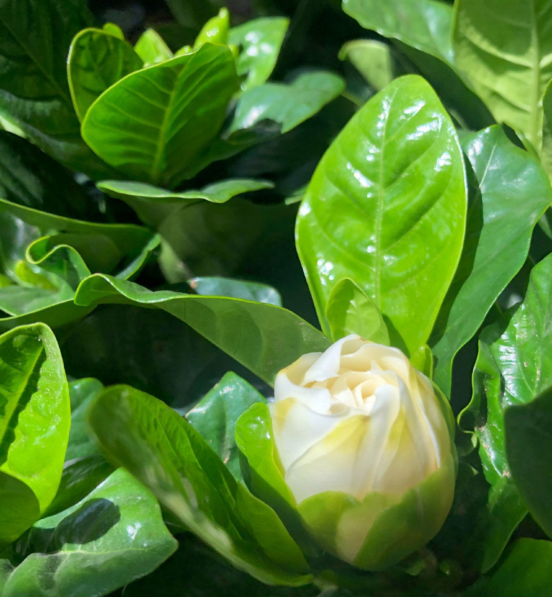  #落叶#新手养护栀子花技巧,注意这几点,花开爆盆,不再黄叶落叶