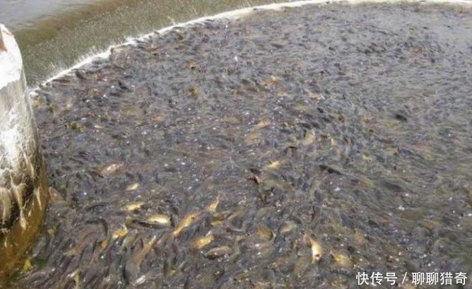 农民将刚承包的废旧池塘抽干，水底的东西让他家在村子里被人眼红