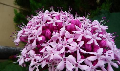  「绣球」爱上养花，就养木绣球龙船花，花色丰富秀美，降压镇咳功效好