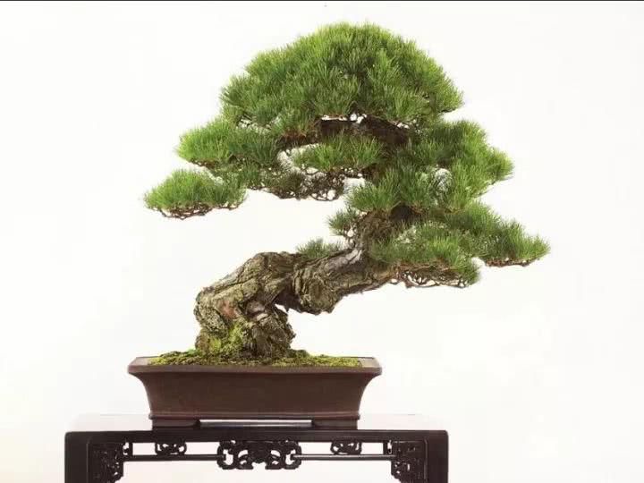 『感悟』盆景人感悟:勤奋,成就生活之美!