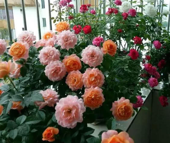  [不见]养花公认最喜欢的“5种花”，沾土就活，开花就爆盆，见花不见叶