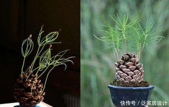  【精致】掉落的松果捡回家，一半埋土里，7天浇一次水，半个月变精致盆景
