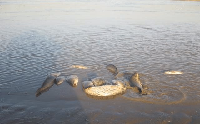 黄河水那么浑浊，为什么里面的鲤鱼却很肥美涨知识了