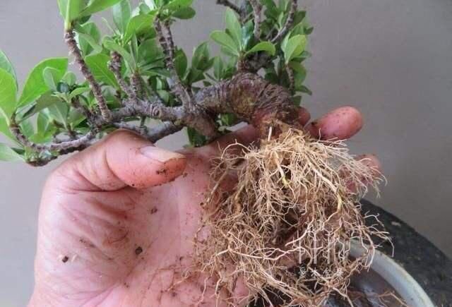  【栀子花】养“栀子花”，注意1个小细节，不黄叶、不掉苞，油绿茂盛开花多