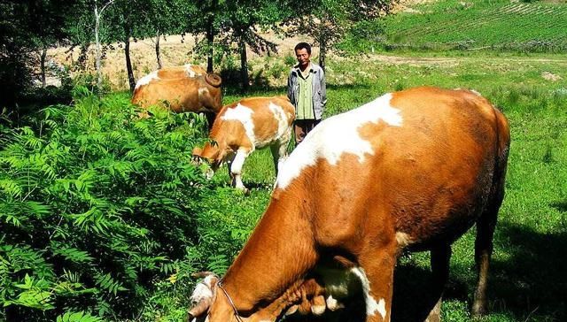  【快速】农村养牛难吗？老农教你掌握5个要点，实现快速致富