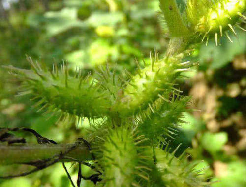 乡下这种满身都是刺的草，居然能治疗鼻炎！鼻炎的特效药！