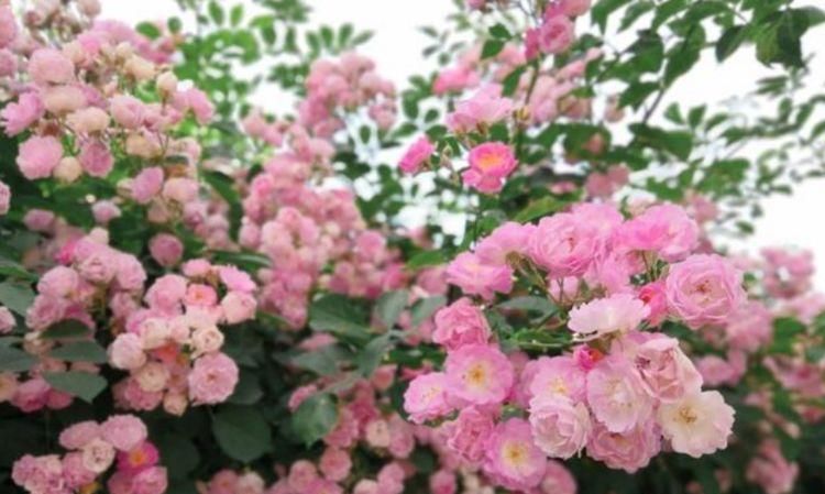  【烂漫】“4种花”好养又漂亮,开花一茬又一茬,花朵烂漫迷人,家中必备