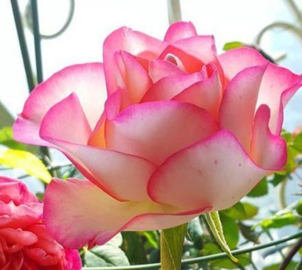 #艳丽#喜欢在家中养护漂亮花卉,就选择花色丰富多样,艳丽漂亮的花卉