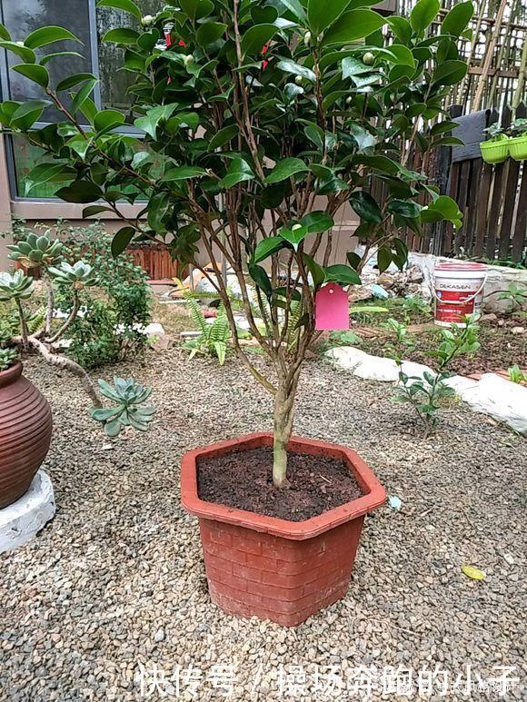  「李小姐还」她将荒芜的后院，改造成最美花园，完工一年后，让人惊艳