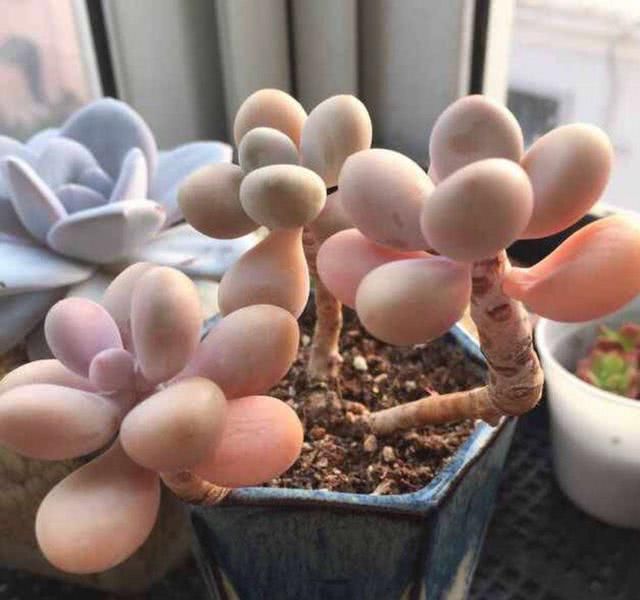  #种植#桃蛋成群生长确实美，但“减负”更重要，不然越养精神越差