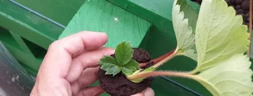 『旺盛』玉簪花养成院子里清新的开花盆栽,在遮阴处也能生长旺盛