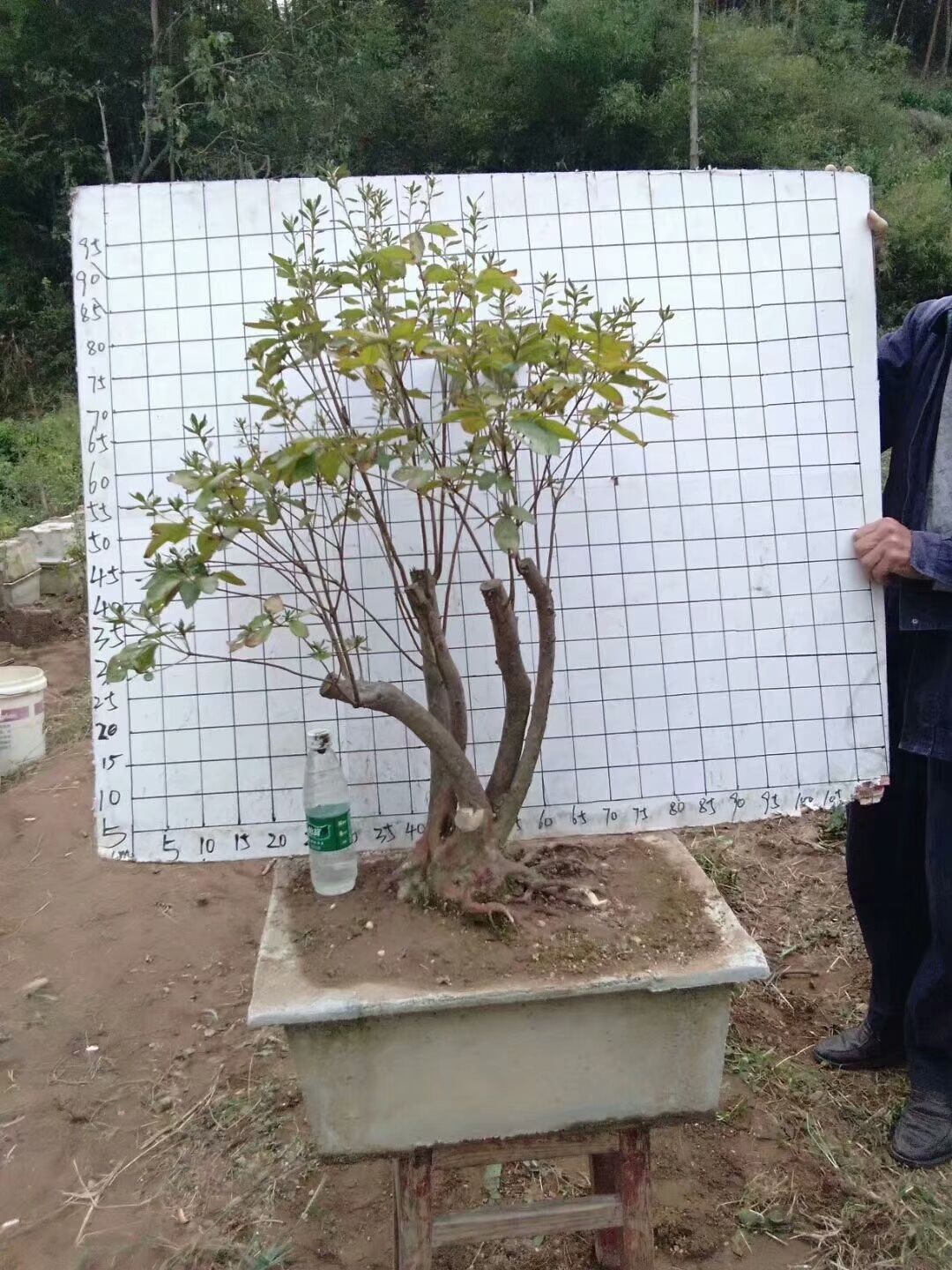 乡村中好玩好看的盆景和石头不少，有的不孬!