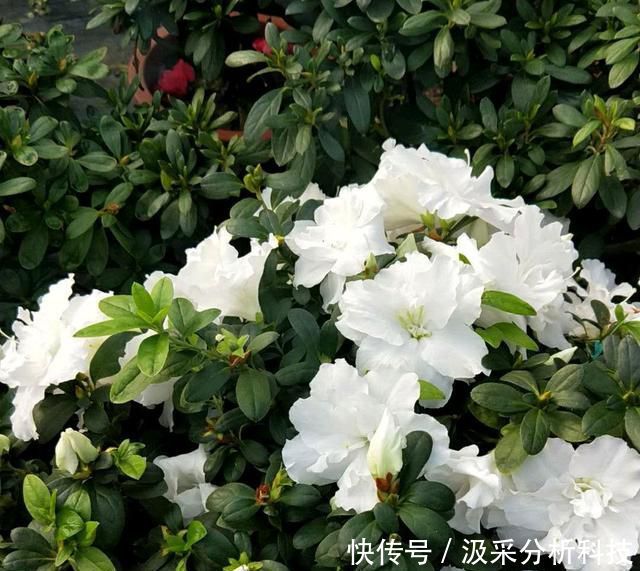 【终于】杜鹃花终于变成了自己讨厌的样子，杜鹃花还有翻盘盛花的机会吗？