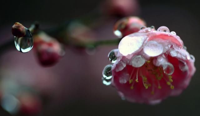 立春后，下一个节气何时到来，2月频繁雨雪天会出现“倒春寒”？
