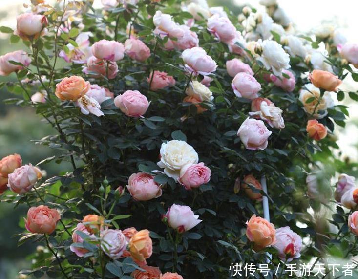  #香浓#藤本月季一年四季都能够开花，而且花大香浓