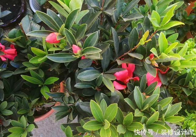 「品种」此花曾经是茶花中的珍贵品种,如今花市经常见到,养好了四季开花