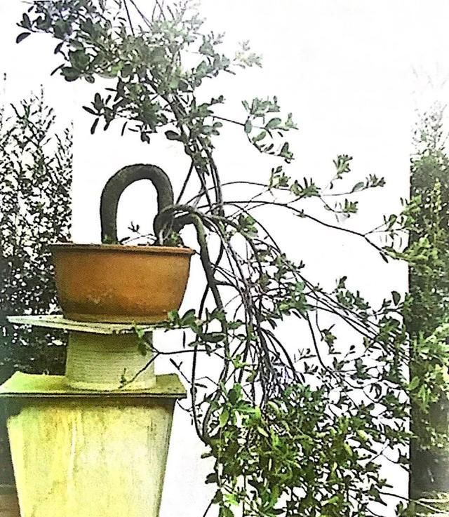 岭南盆景石斑木，可赏骨架可赏花，十六年成型案例分享