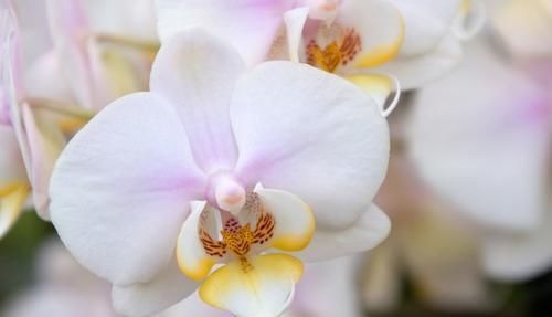  「适合」养花就养此3种，提神醒脑缓解疲劳，适合养在书房里，越养越喜欢