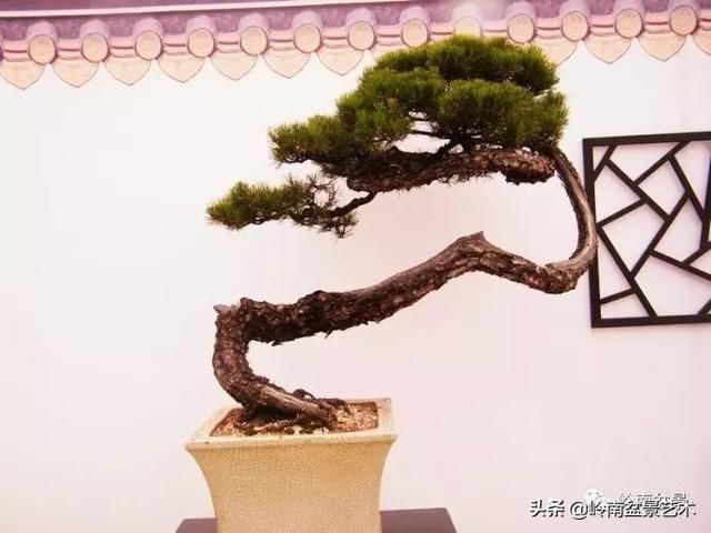 盆景大师都爱玩，山松会否成为下一个热点？