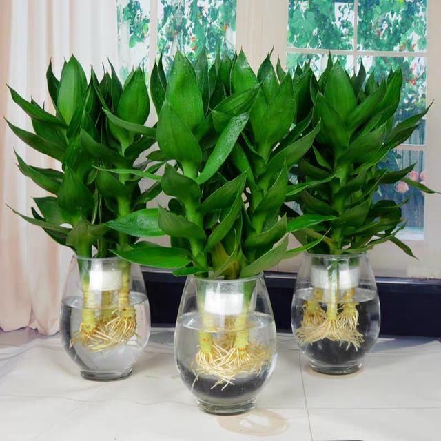  要素：水培富贵竹快速长新根不黄叶的3要素，春季难生根主要难满足第1点